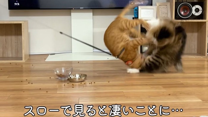 けんかをしている猫