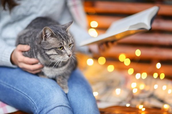 本を読む人の膝に乗る猫