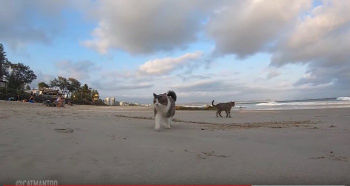 砂浜を散歩する猫