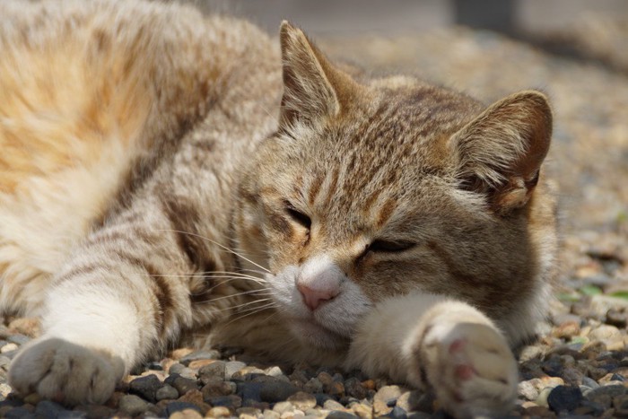 すねて寝る猫