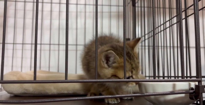 ケージの中の子猫