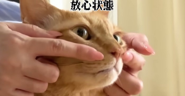 放心状態のまるとら