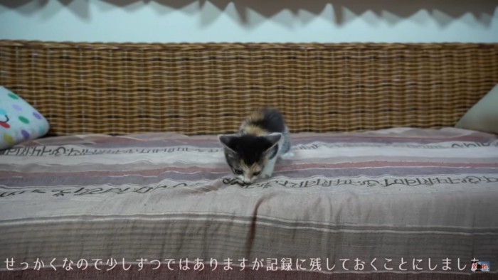 三毛子猫