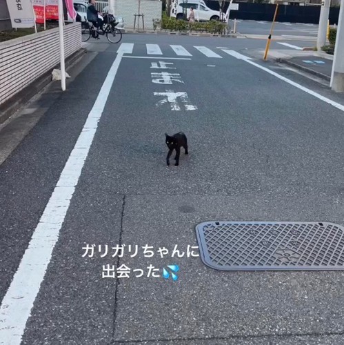 道路を歩く猫