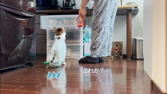 レトルトを選ぶ猫