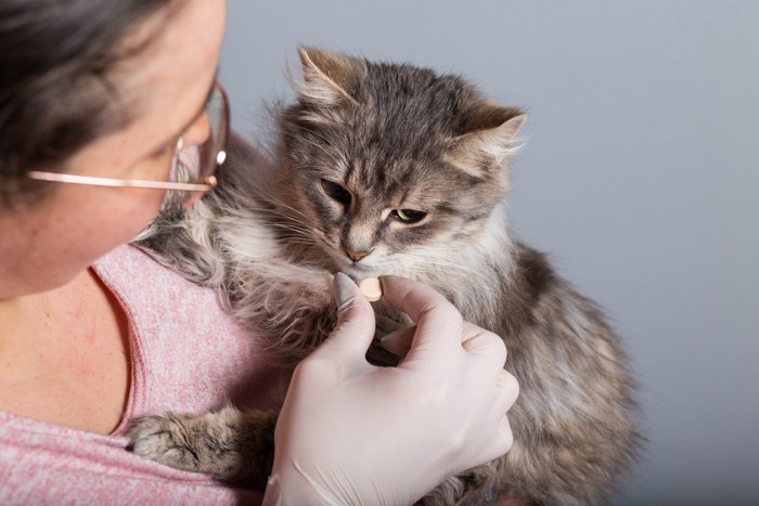 薬を女性に与えられる猫