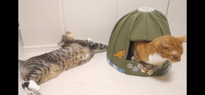 伸びる猫と出てくる猫