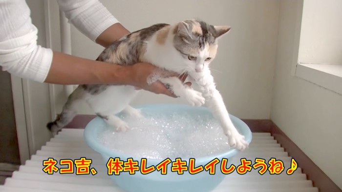 前足を突っ張る猫