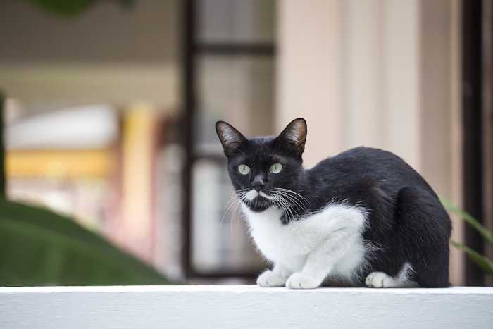 白ひげのような模様の猫