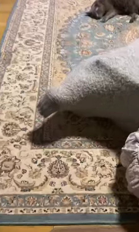 セーターに入った猫