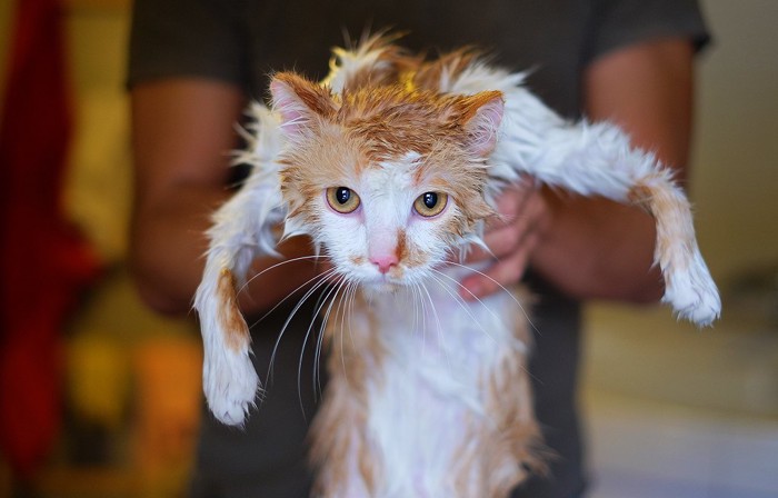 シャンプーしてもらった猫