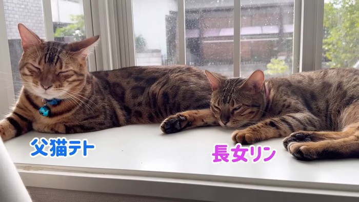 寝ている2匹の猫