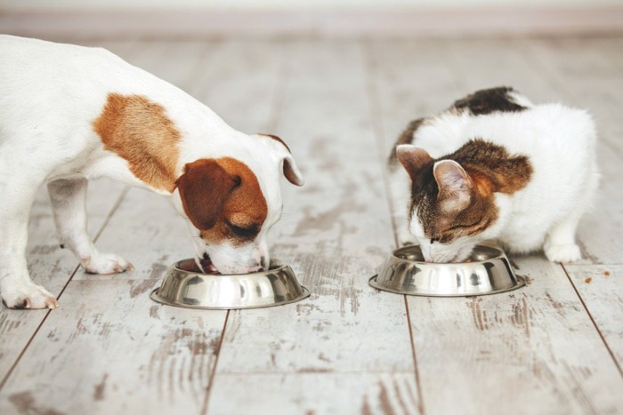 並んで食べる猫と犬