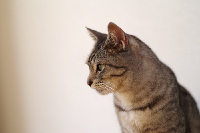 寂しそうな猫の横顔