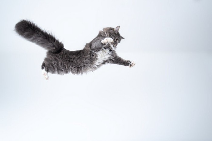 落ちていく猫のイメージ