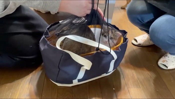 ペットキャリーに入れられる2頭の猫