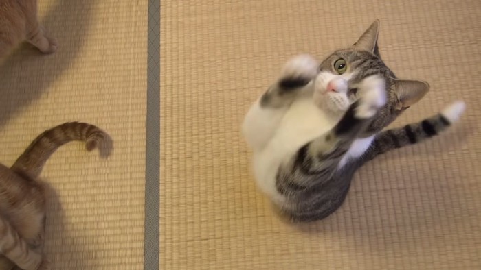 後ろ足で立って前足を伸ばす猫