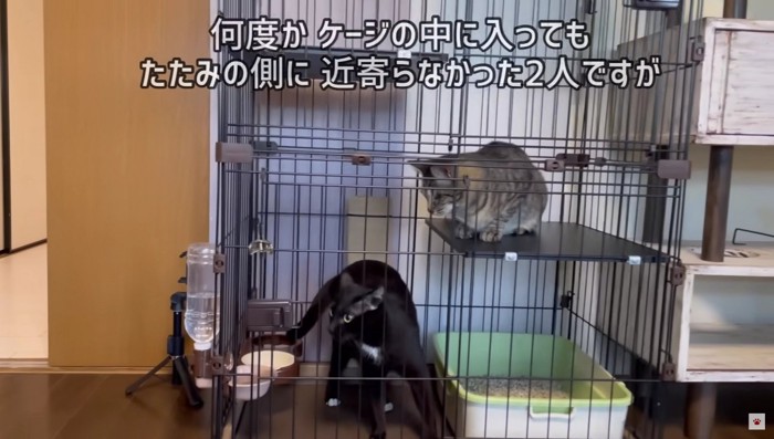 ケージの中にいる猫2匹