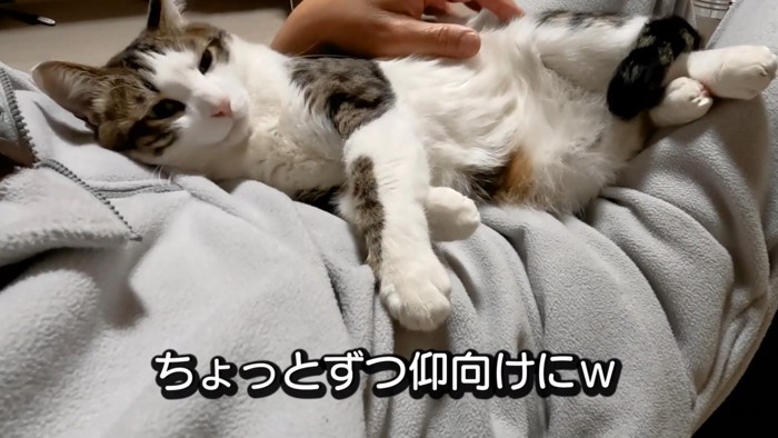 お腹が上を向き始める猫