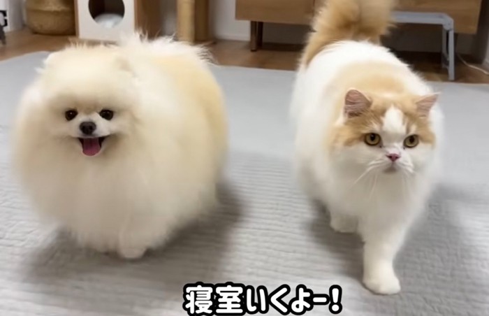 駆け寄る猫と犬（寝室いくよー！）