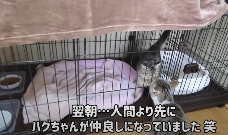 ケージ越しに近付く猫たち