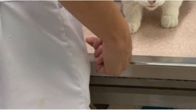 動物病院にいる猫