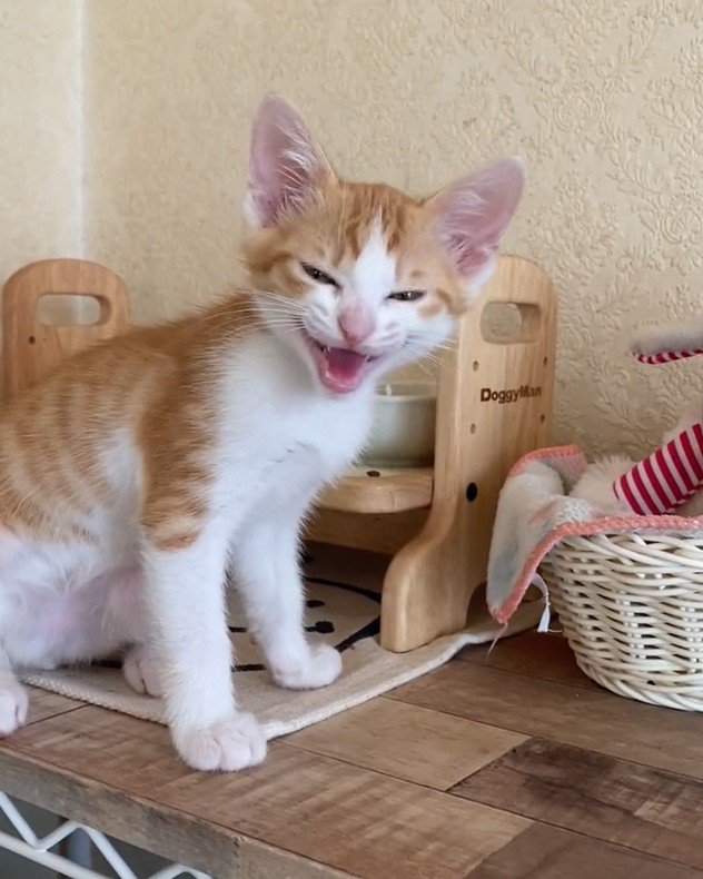 鳴き声をあげる猫