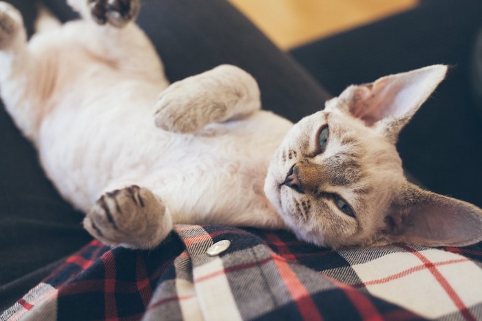 飼い主の膝の上で甘える猫