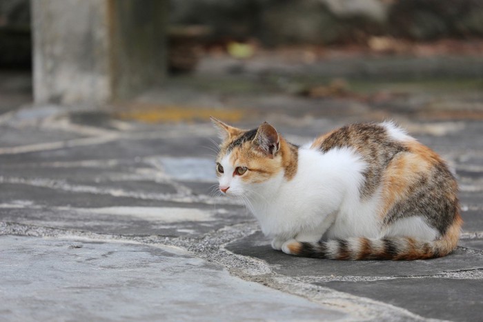 縞模様で色の薄い三毛猫