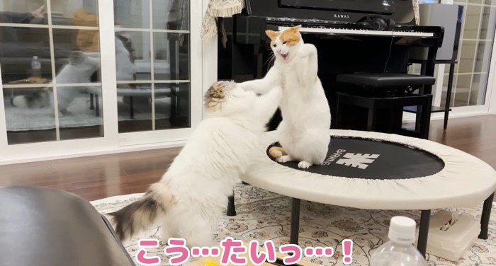 揉み合う猫