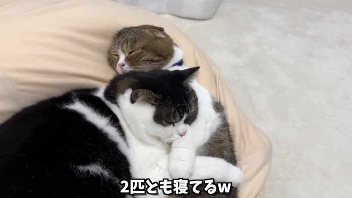 寝ている2匹の猫