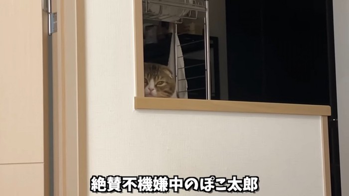 隠れている猫