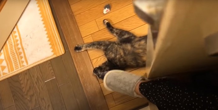 脱出しようとする飼い主さん