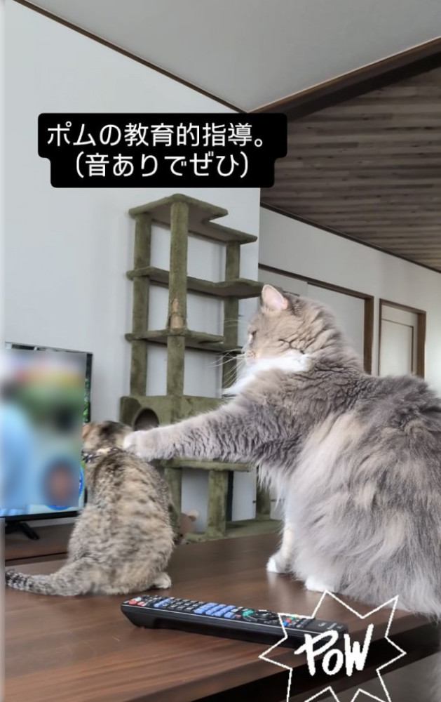 飛び掛かる子猫をパンチするサイベリアン