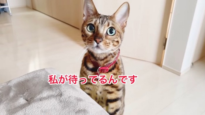 赤い首輪の猫の顔