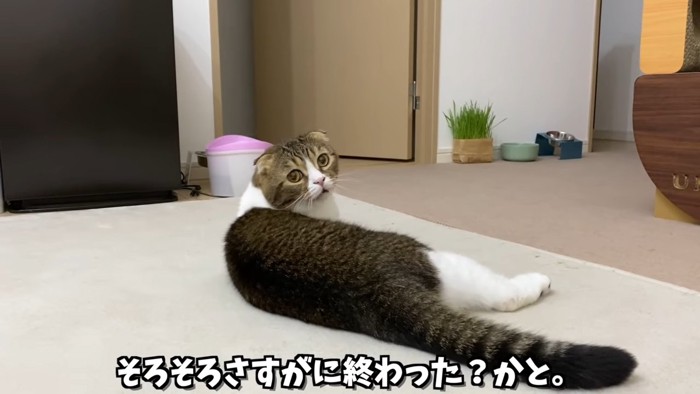 振り向く猫