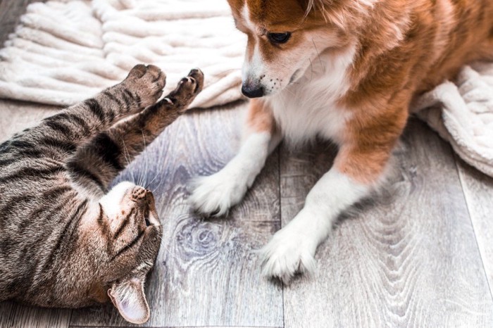 じゃれる犬と猫