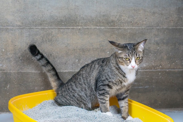 トイレから見つめる猫