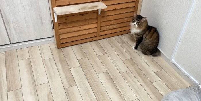 部屋の隅でこちらを見つめる長毛猫
