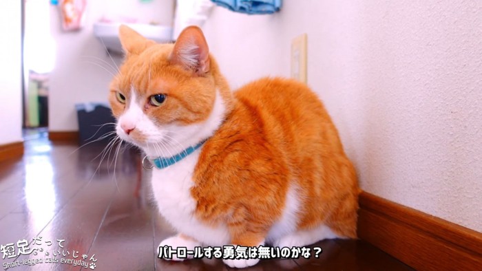 座る猫