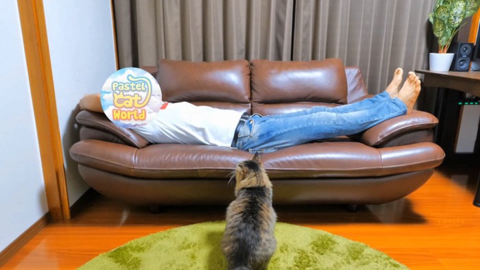 ソファにいる人を座って見ている猫