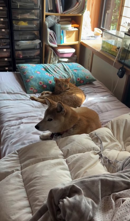ベッドの上で並んで丸くなっている柴犬と猫