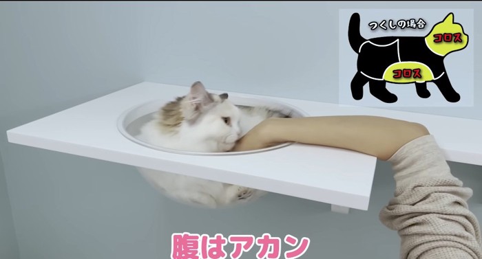 噛みつく猫