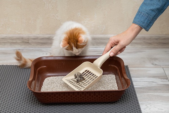 トイレの片付けを見る猫