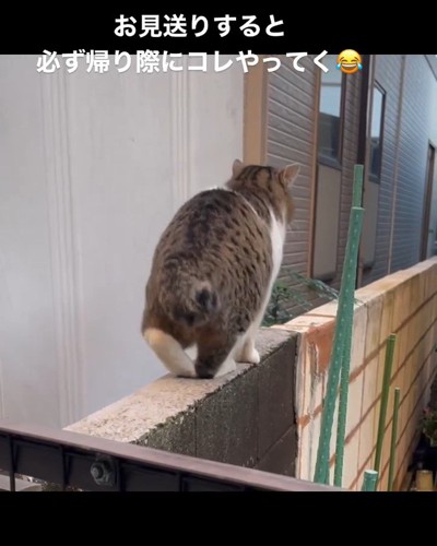 足踏みする猫