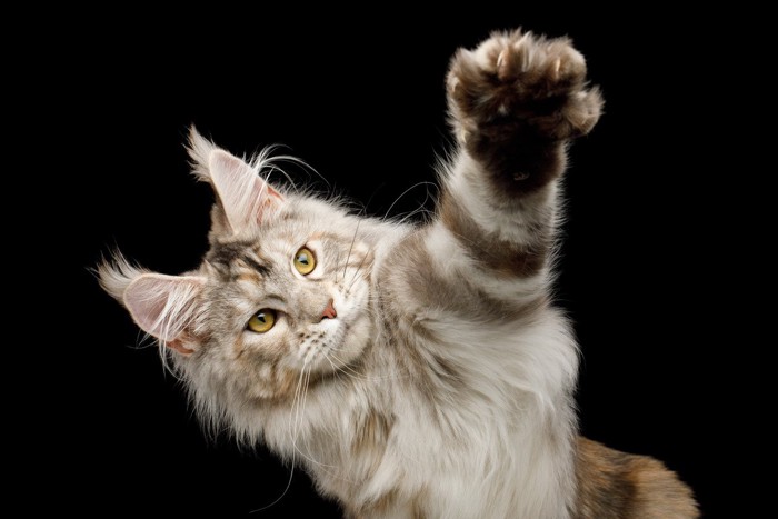 猫パンチをする猫