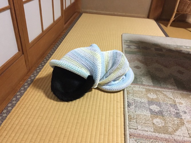 #キャットトンネルに飛び込んだ猫#