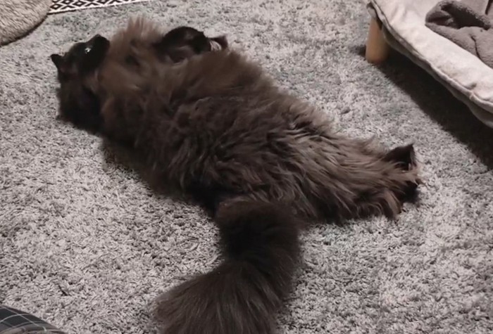 寝そべる猫