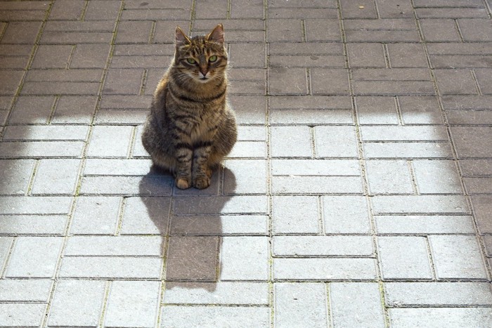 野良猫