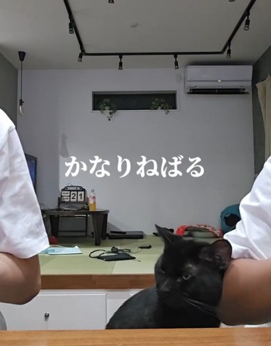 凝視する猫
